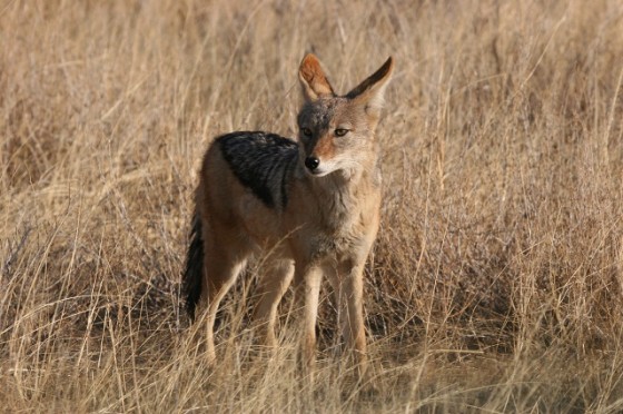 Foto: Volker Schumann